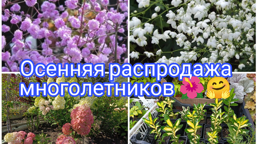 Download Video: ОСЕННЯЯ РАСПРОДАЖА МНОГОЛЕТНИХ РАСТЕНИЙ 🌺🌺🌺🤗