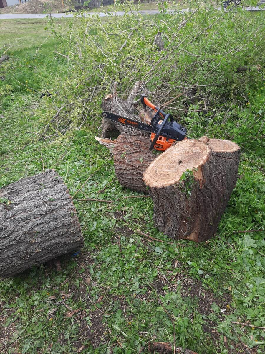 Распиленный карагач