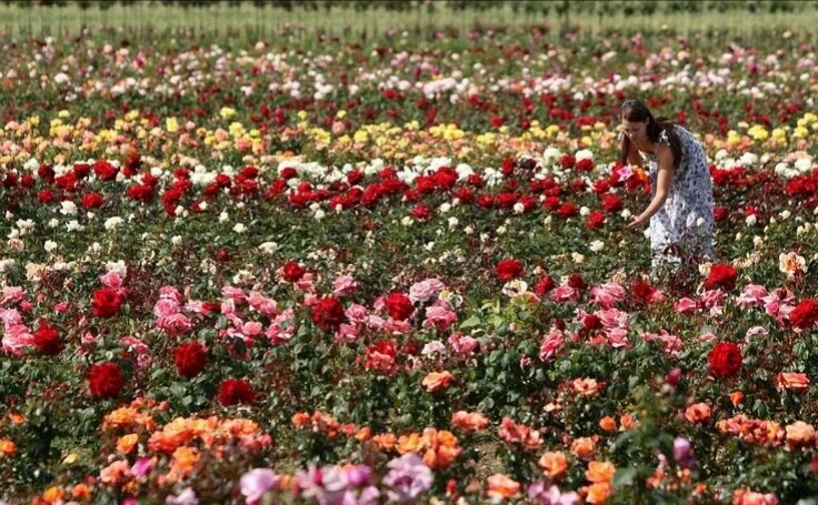 Цветочная плантация.