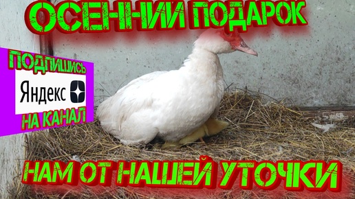 Осенний подарок нам от нашей уточки!!!