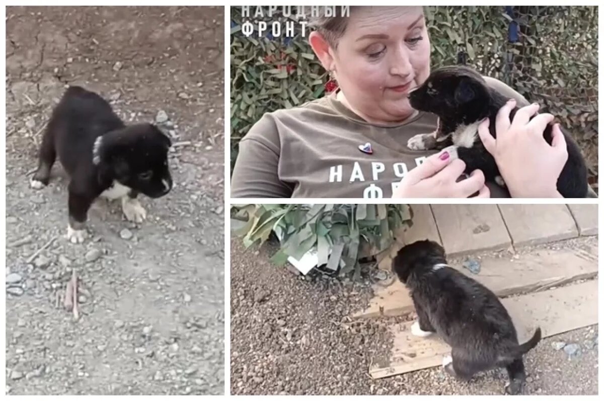    Новосибирские бойцы пригрели в зоне СВО маленького щенка Сармата