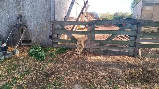 Мужчины перевозили сено поближе к сараю) Я разбираю зимний сад)Готовимся к зиме по-тихонечку)