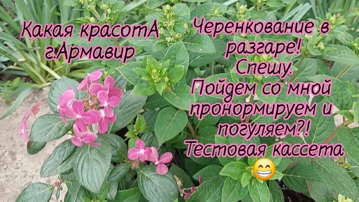 Нормировка метельчатой гортензии.Показываю недоматочники😁11.05.24