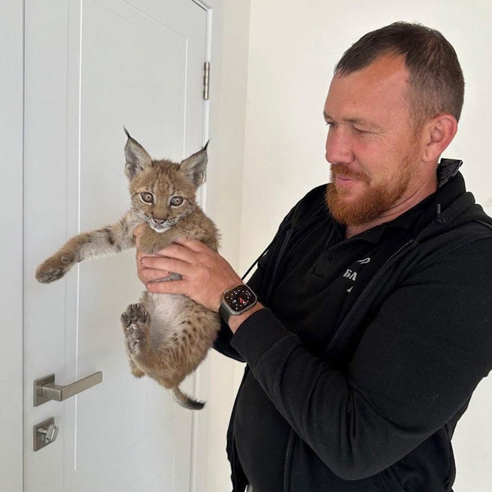 Необычный сожитель появился в доме жителя села Залари. Бизнесмен и волонтер Александр Чубаков нашел в лесах заброшенной деревни раненого рысенка. Мужчина выходил животное и не смог с ним расстаться, об этом сибиряк сообщил телеграм-каналу SHOT.