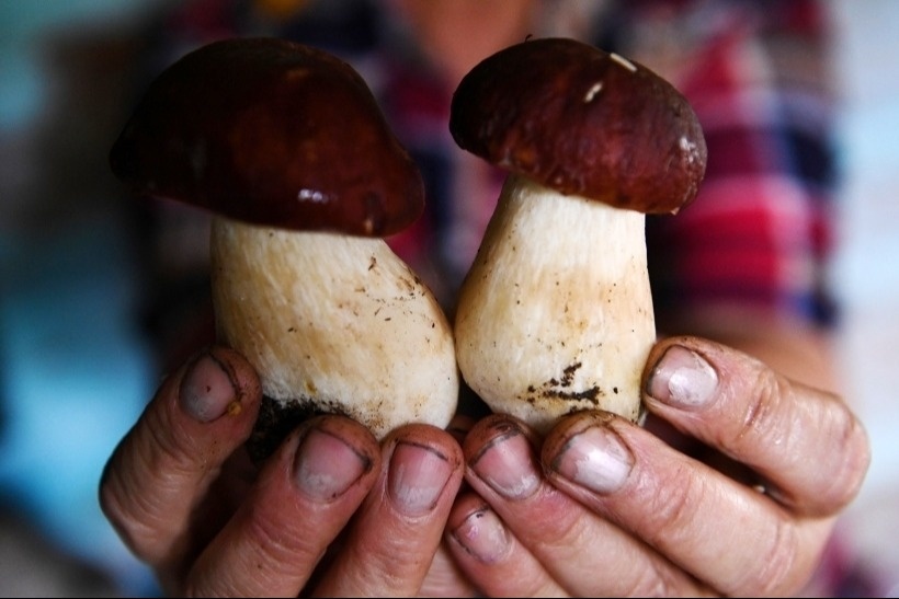 Грибы: польза и вред. Как и где правильно собирать грибы осенью. Как сушить и мариновать © РИА Новости. Александр Кряжев