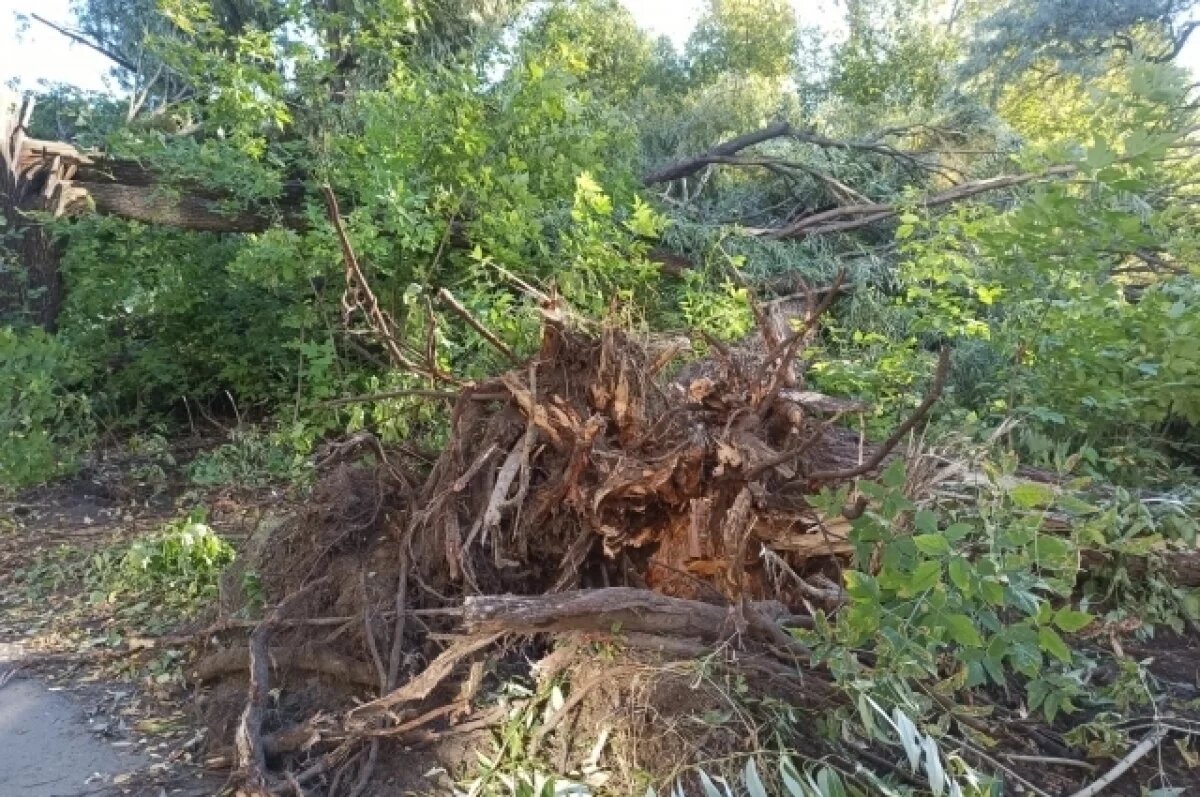    В Омске с корнем вырубили многолетние деревья в сквере рядом со школой