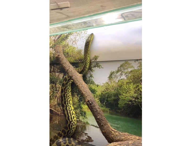     Парагвайская анаконда как описание всех нас в конце недели. Фото: скриншот видео Ленинградского зоопарка