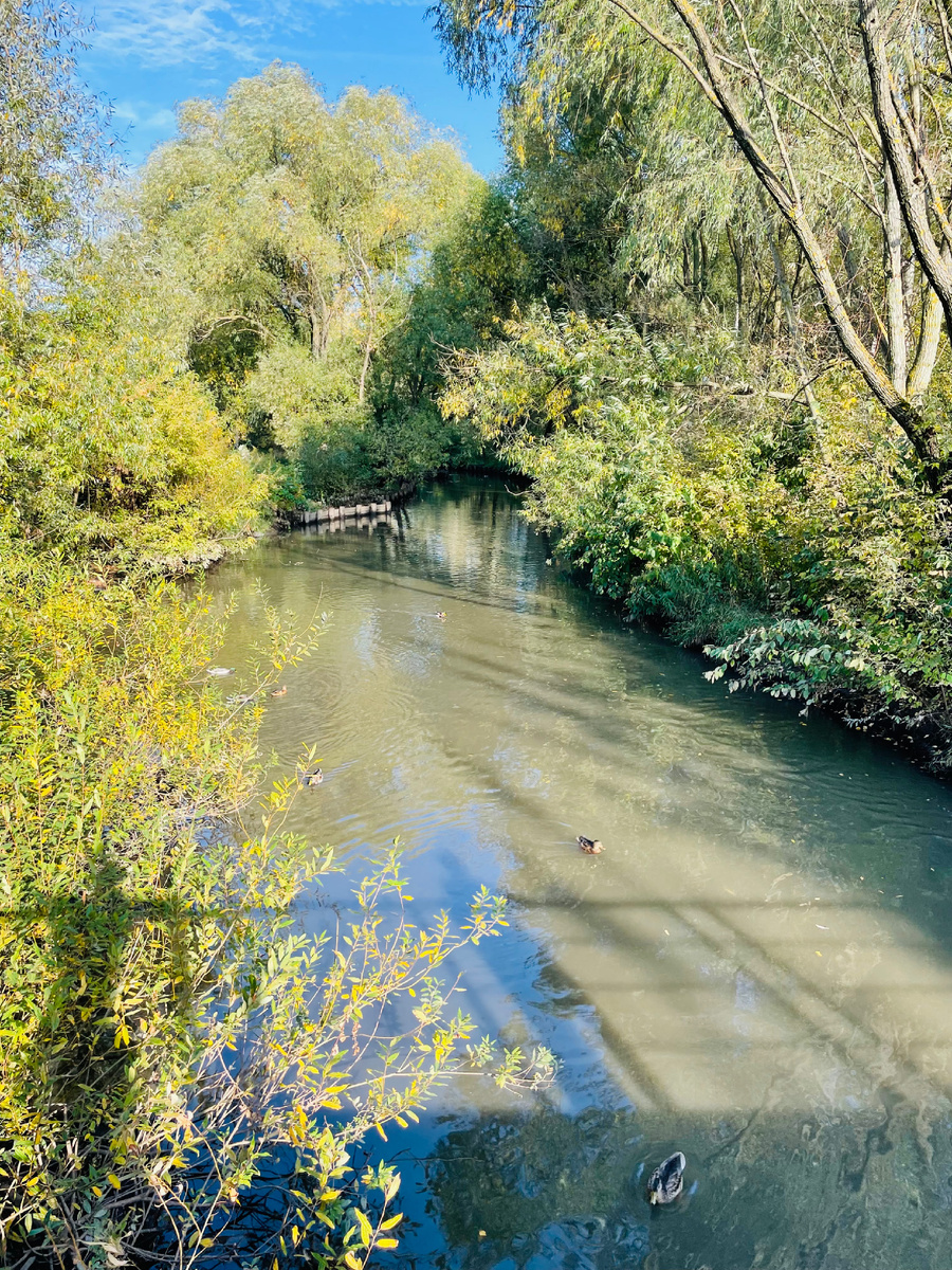 Тоже парк поймы реки Городни. Тоже фото автора