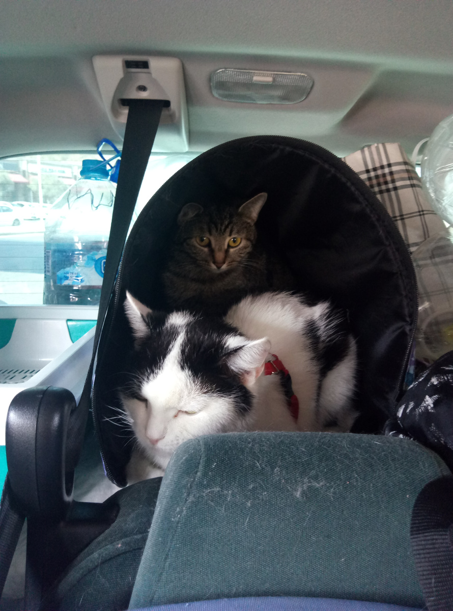 Снова забрались в один домик.