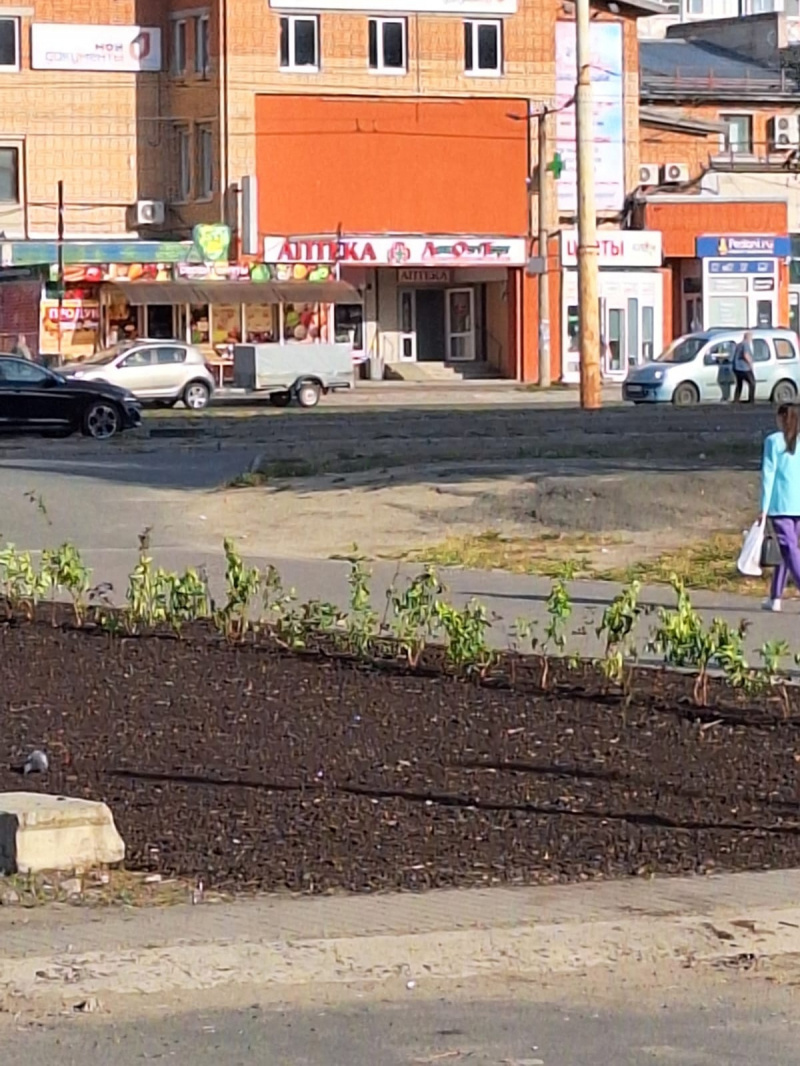    Мэрия высадила кусты на месте скандальных ларьков на Древлянке в ПетрозаводскеИрина Меркова