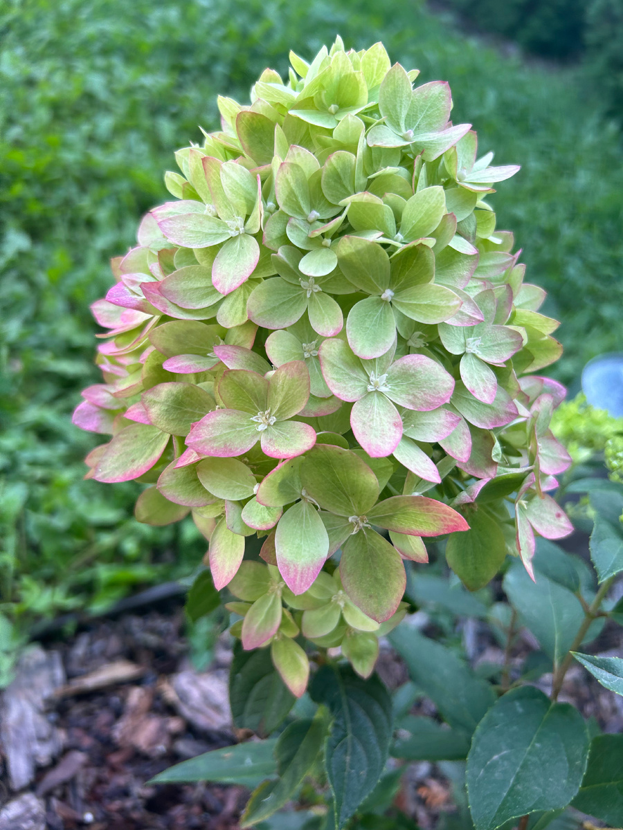 Bee green 15 сентября в моем саду