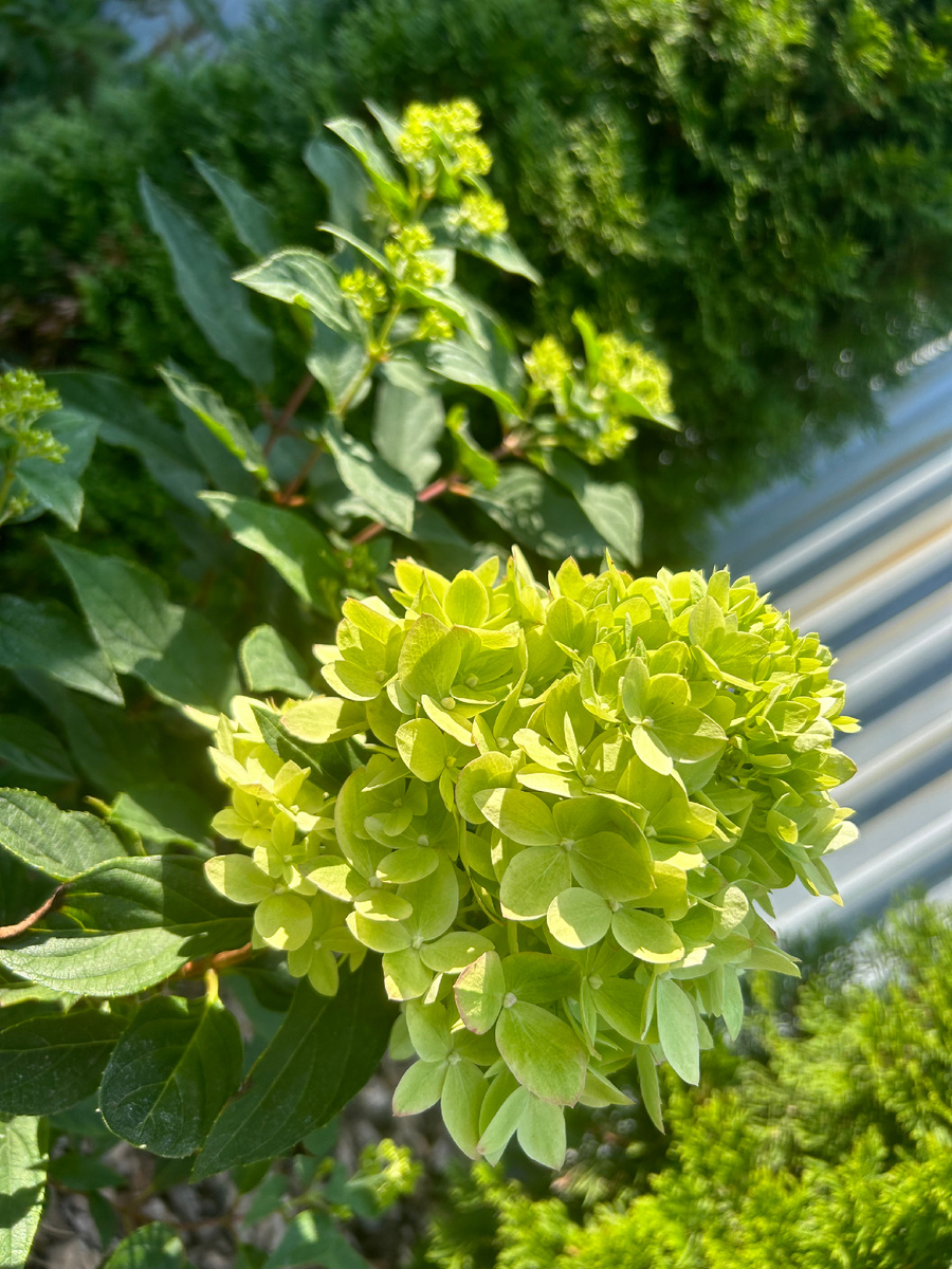 Bee green 1 сентября