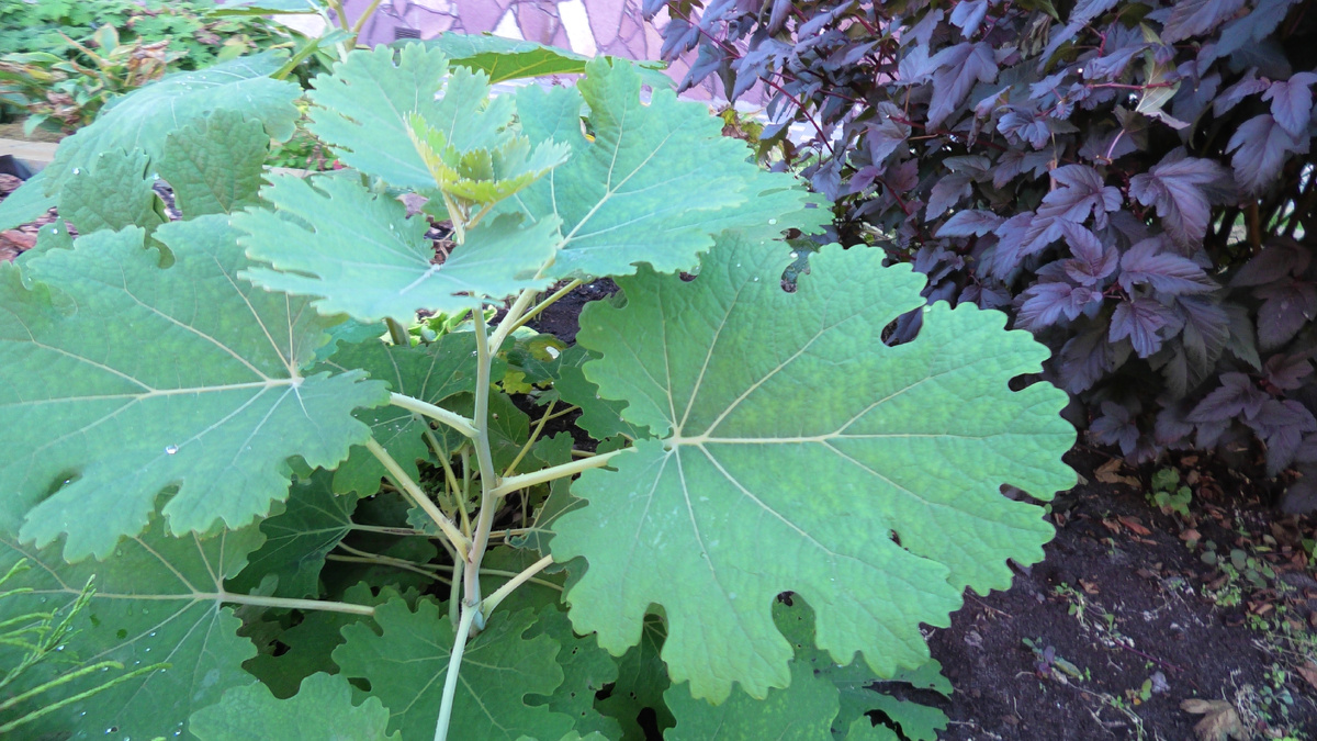 Маклея сердцевидная