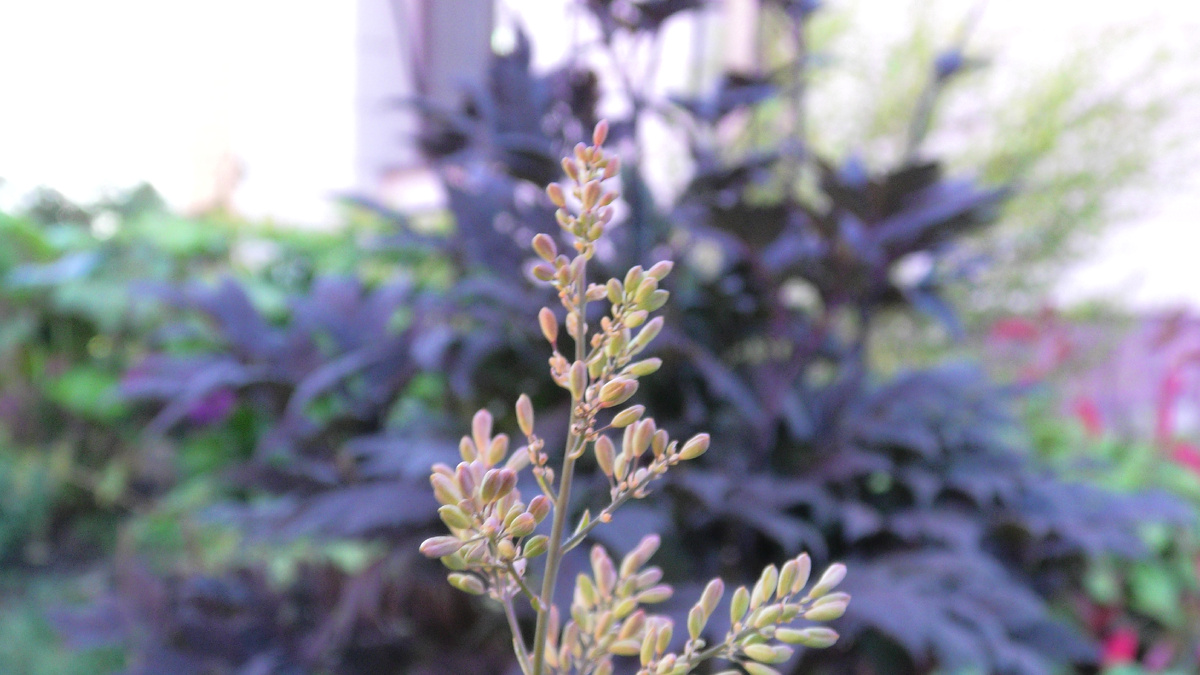 Соцветие Маклеи