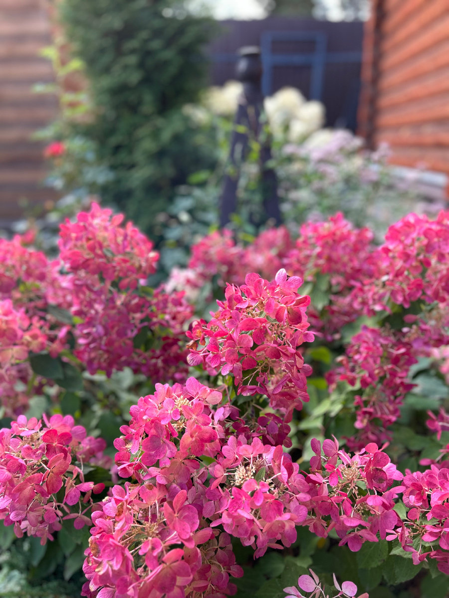 Даймонд Руж