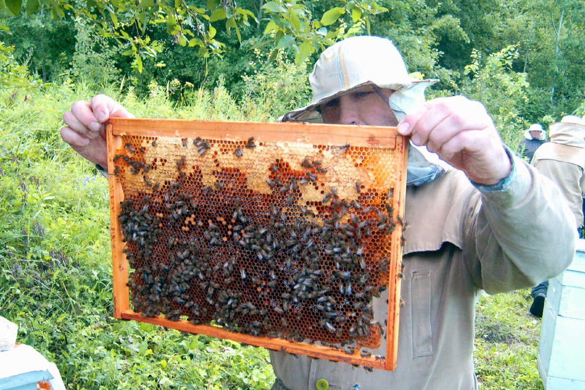 Пчелы определяют сородичей по запаху и чужаков в свой улей вряд ли пустят