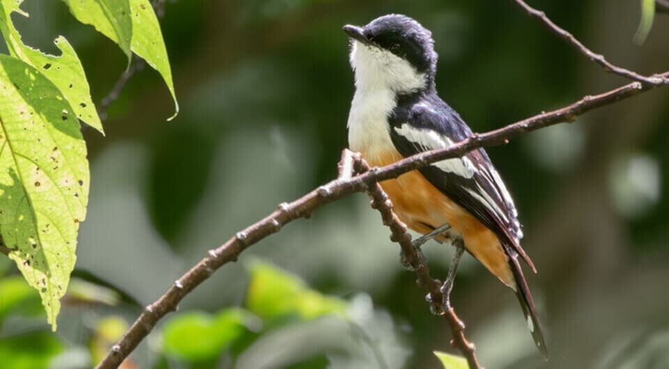   Joshua Bergmark / Ornis Birding Expeditions