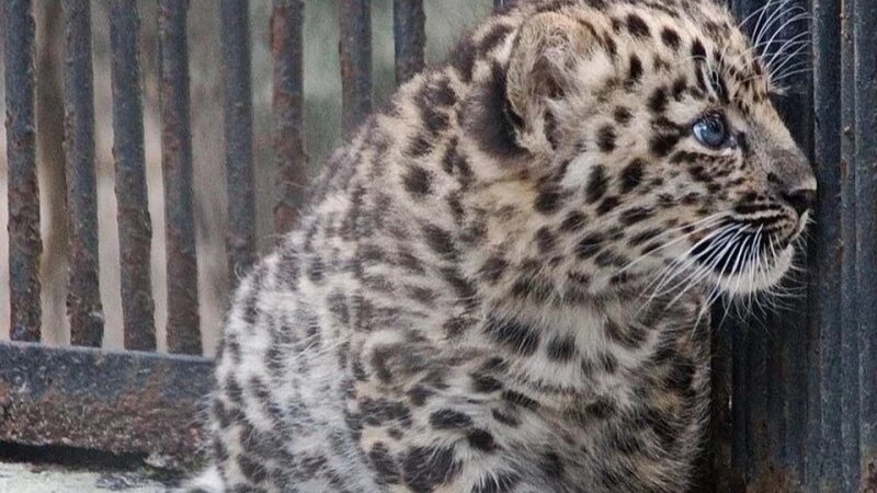     Малышка-леопард впервые увидела папу-леопарда в новосибирском зоопарке. Анна Новикова