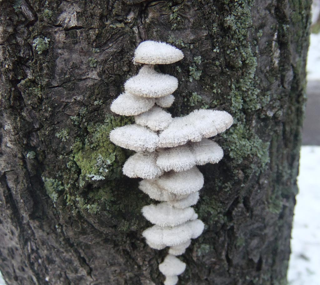 Щелелистник на стволе дерева.
