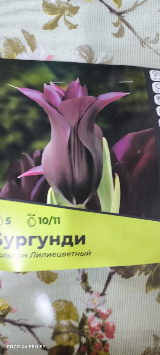 Тифлокомментарий. Фото упаковки с тюльпанами. На ней изображён бутон сорта Бургунди. Темно-бордовый цвет, форма бокала напоминает нераспустившуюся лилию