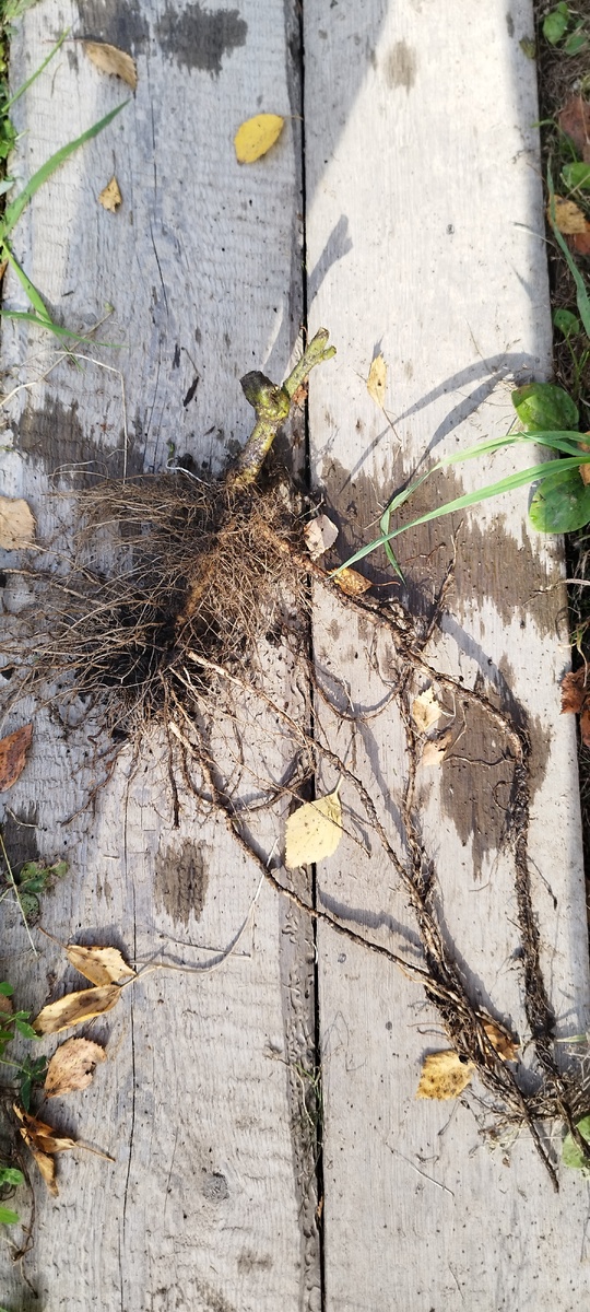 И это из малюсенького семечка! 