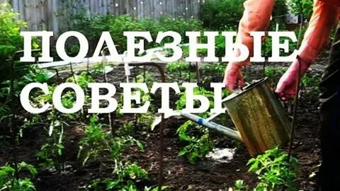 МОСРОЛЛЕТА