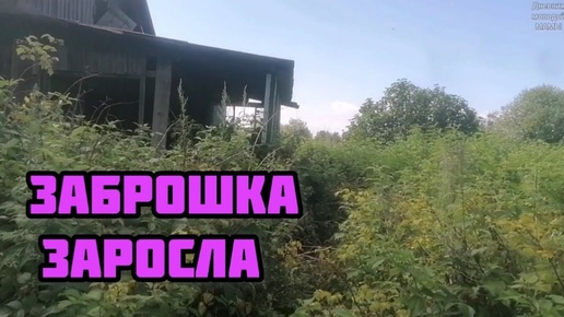 ЗАБРОШКА заросла МАЛИНОЙ VLOG