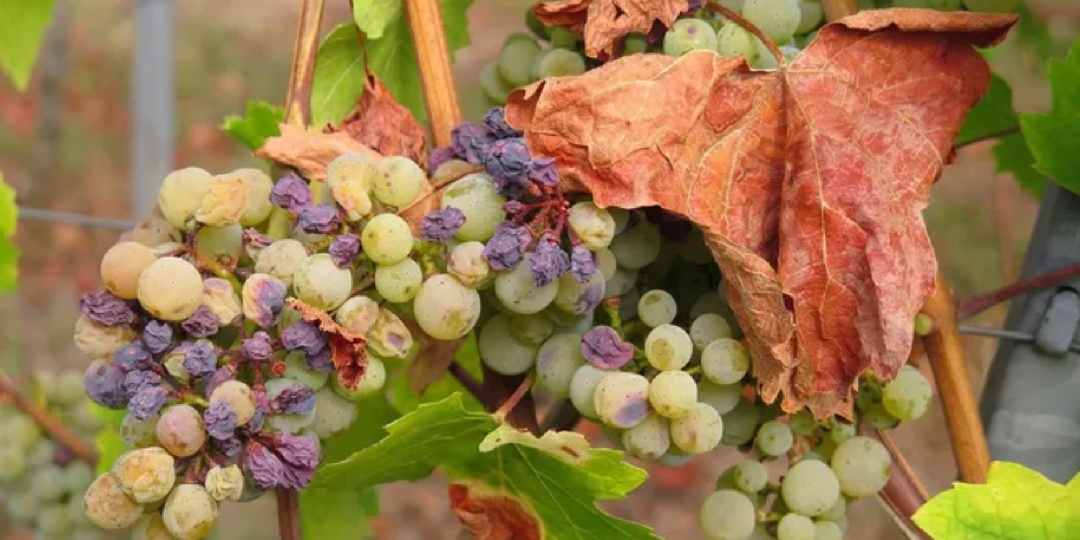 Виноград сохнет, чернеет вместо созревания: Причины и методы решения проблемы