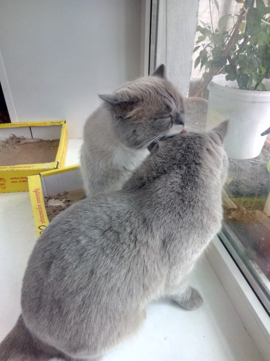 И старший опекает младшего