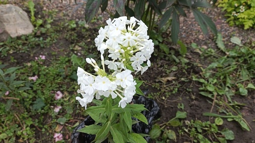 Новые цветники🌺 в место курятника.