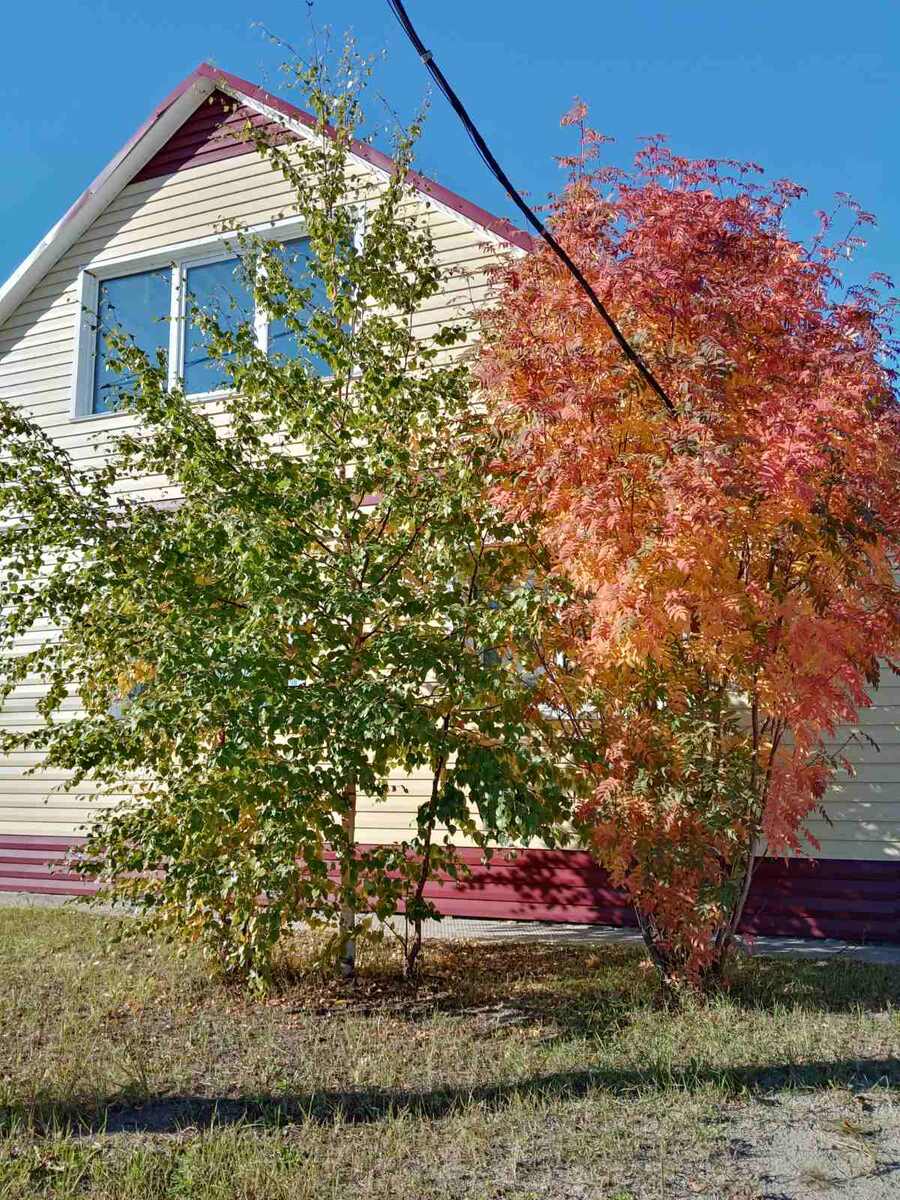 ЯНАО, золотая осень. 
