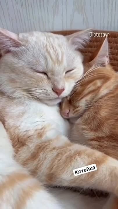 Обнимашки!