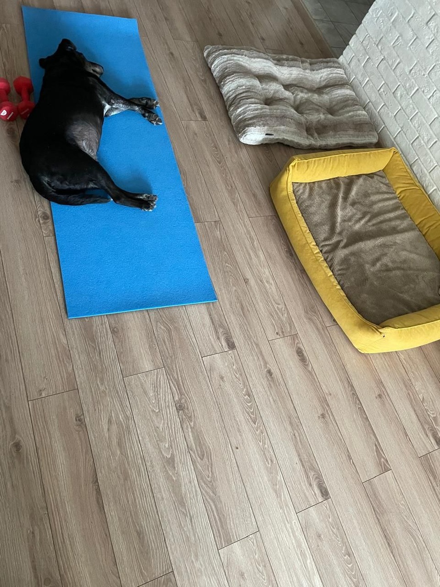 А это я хотела делать зарядку по утрам, но Тэо нашел лучшее применение @Татьяна
