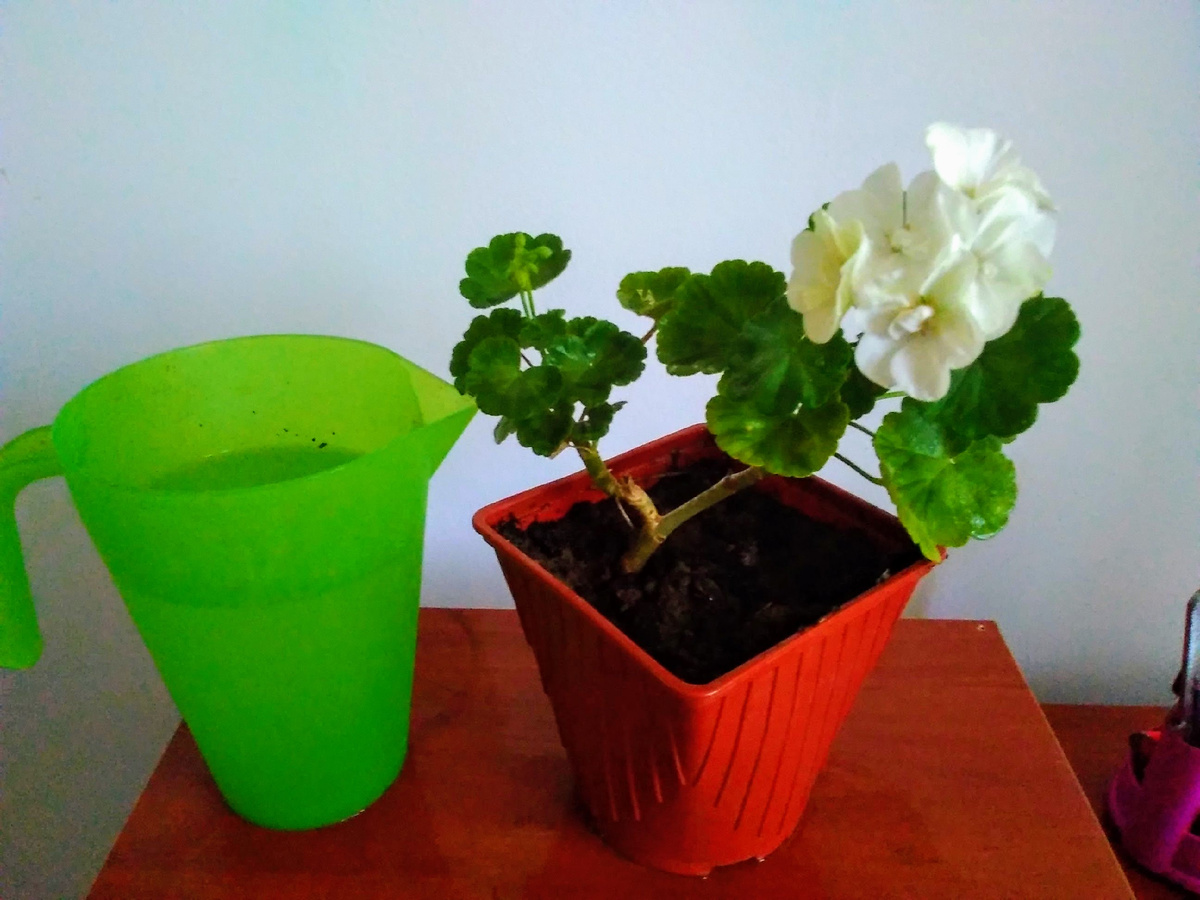 Герань Белая. Фото автора