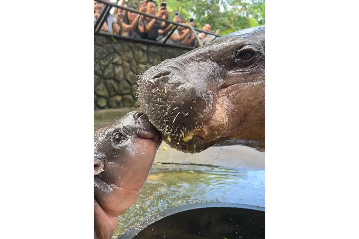 Khao Kheow Open Zoo / Facebook (входит в корпорацию Meta, признана экстремистской и запрещена в России)📷Журнал Time назвал Му-Денг «Легендой»