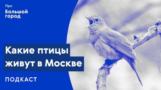 Слушаем подкаст «Про Большой город»: Какие птицы живут в Москве?