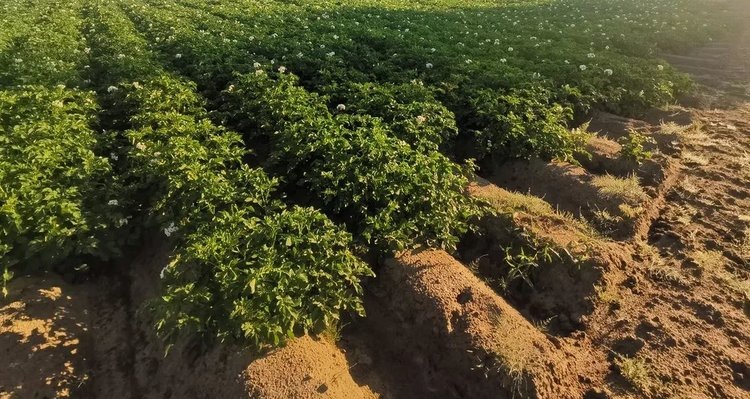    Вызывает ли известкование паршу картофеля на самом деле