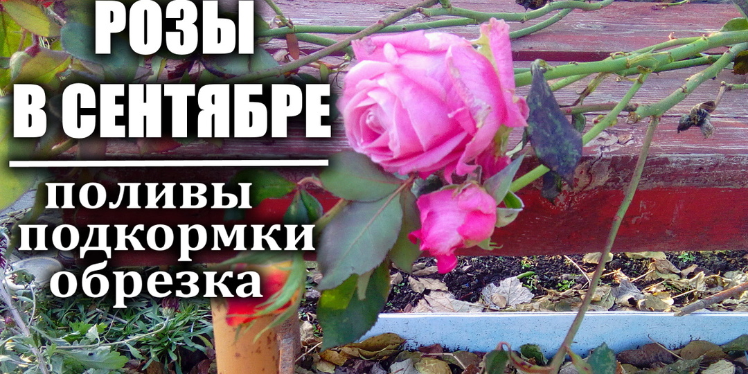 Сентябрь для роз: полив, обрезка и подкормка
