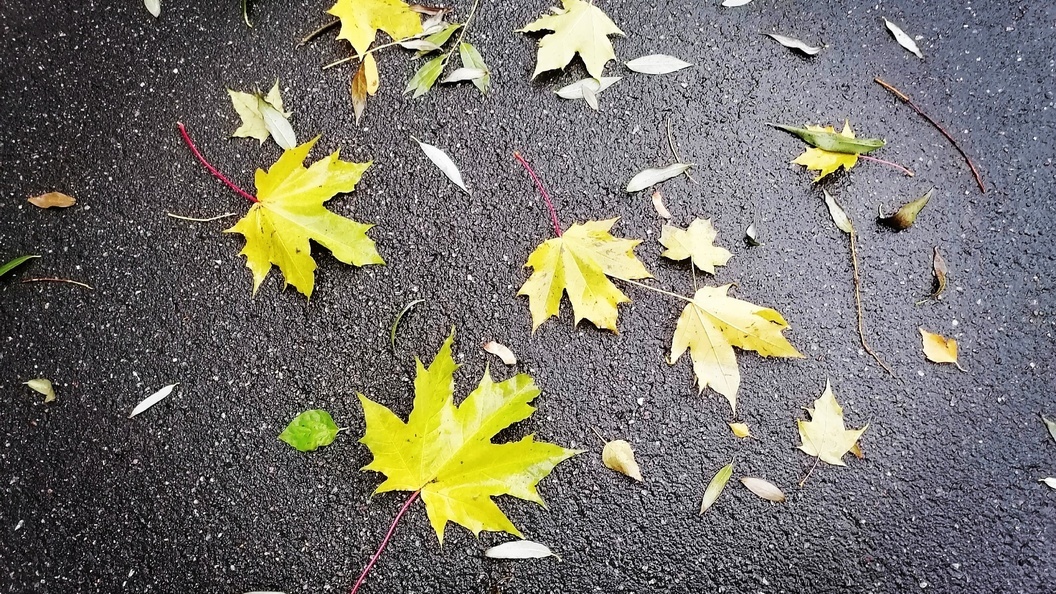    Фото: Ксения Дударева/Царьград