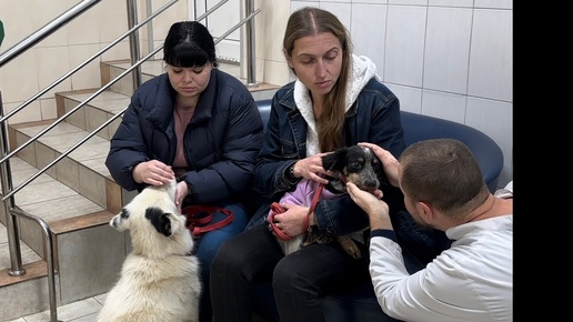 «ФАУНА БЛАГО» продолжает помогать животным из зоны СВО. Спасибо всем кто нам помогает!❤️❤️❤️