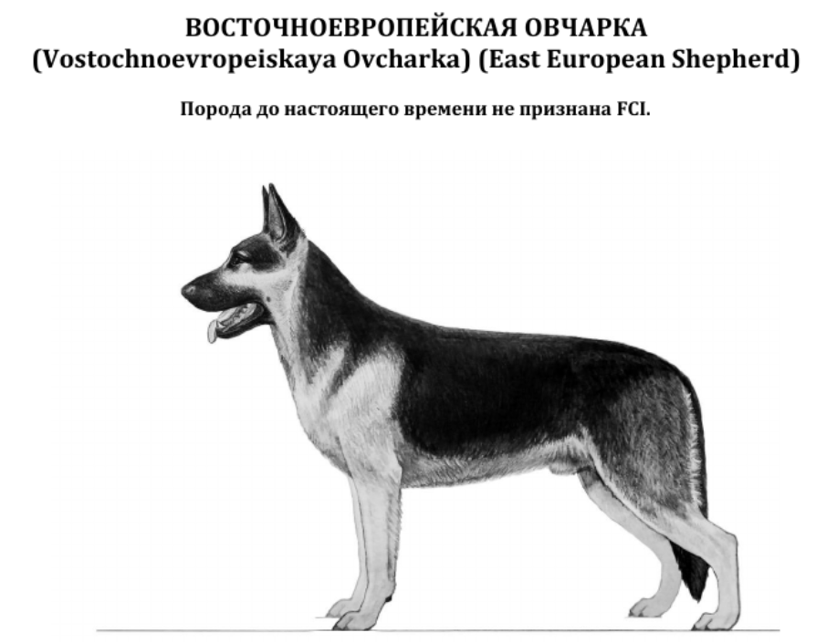 Изображение взято из Стандарта породы РКФ от 18.03.2020 г.
