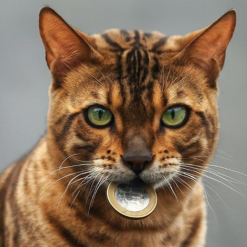 Кошка с монеткой 