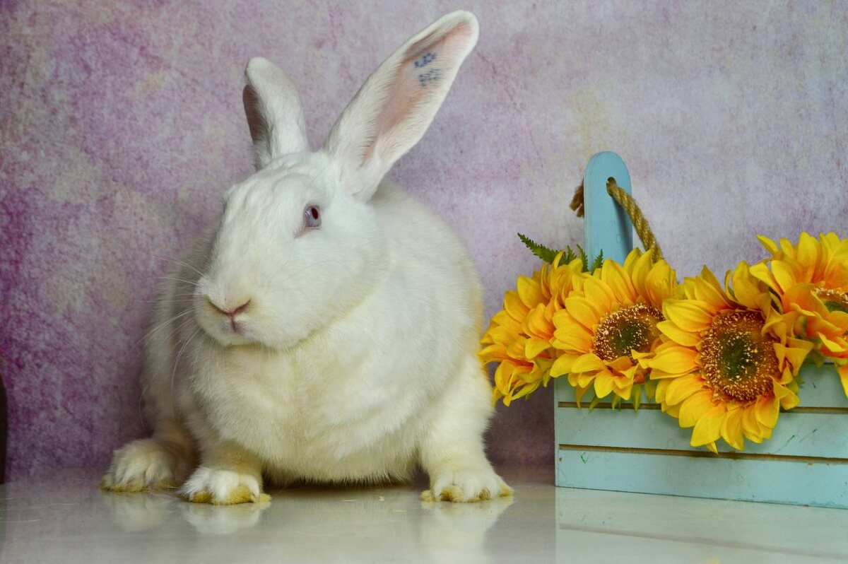 Эльза спрашивает не сильно ли ты обидишься, если она съест эти вкусные цветочки?