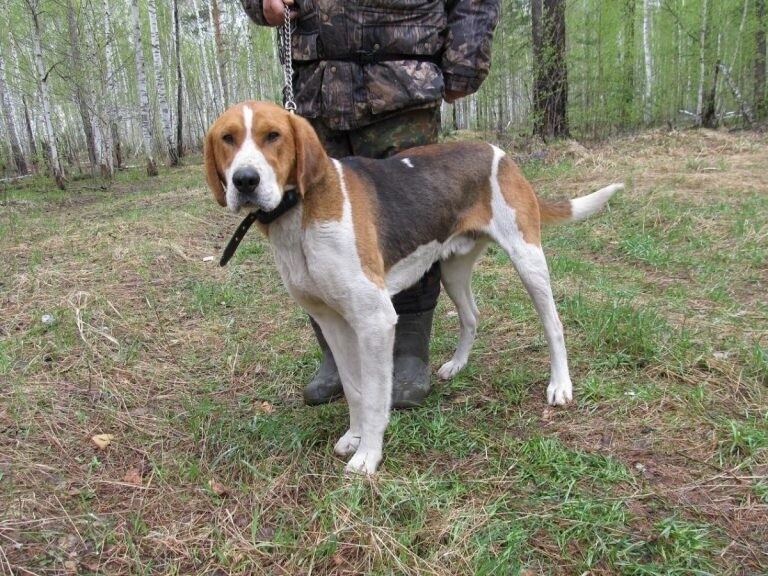 Фото из Яндекса 