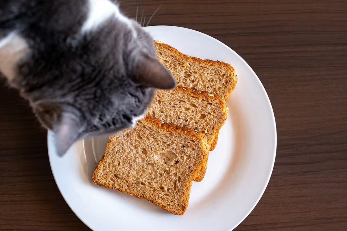 Можно ли кошкам хлеб