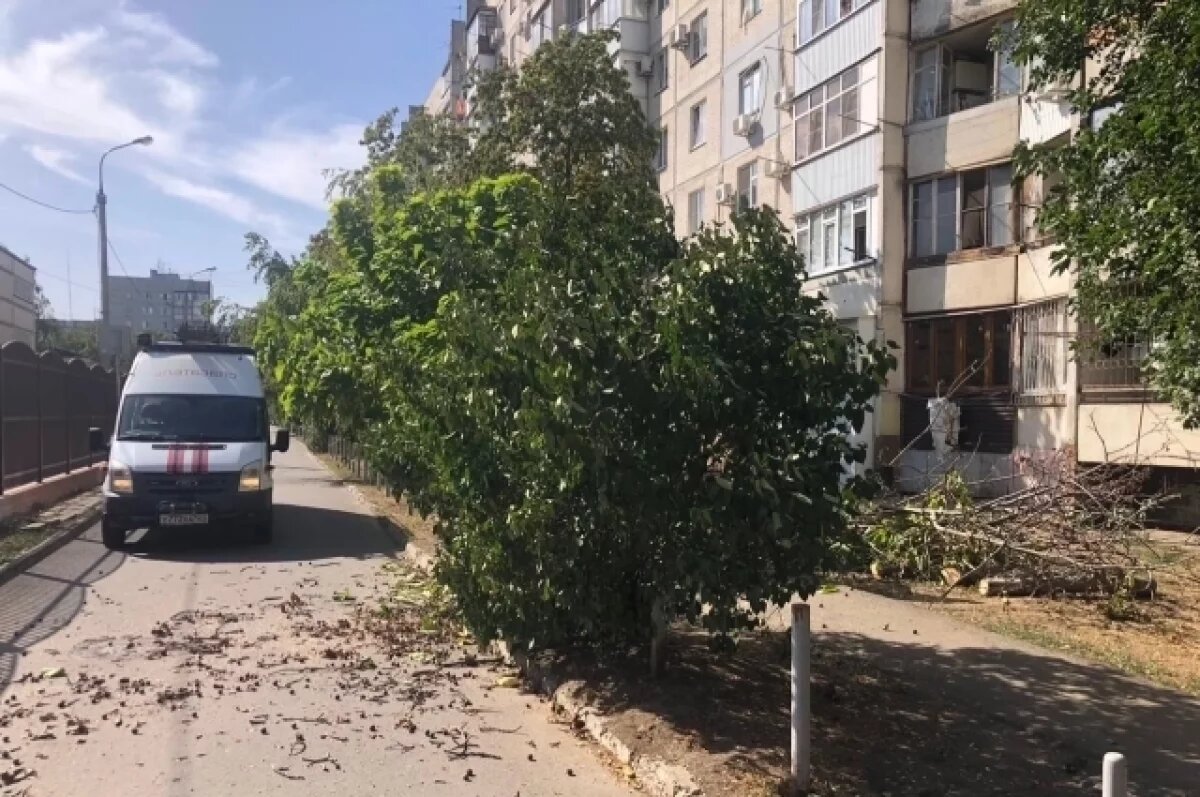    В Краснодаре из-за сильного ветра дерево рухнуло на припаркованную машину