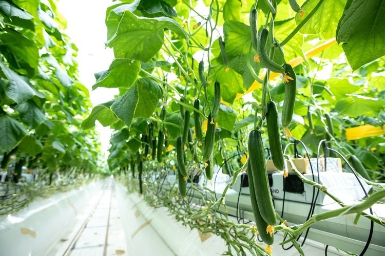    Производитель тепличных субстратов из Ростовской области открыл поставки в Иран