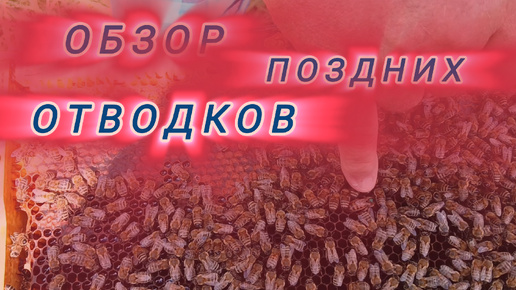 Обзор поздних отводков 🐝