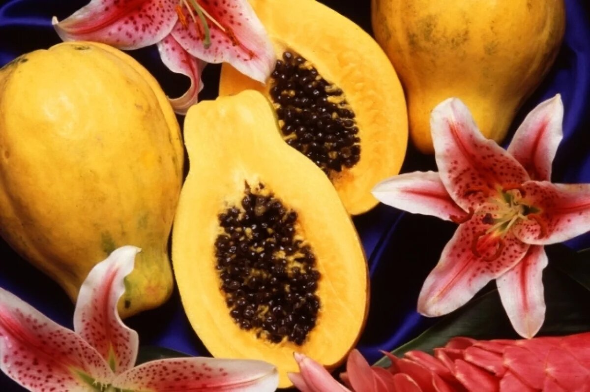    Житель Кубани вырастил в теплице голландскую папайю и собирает урожай