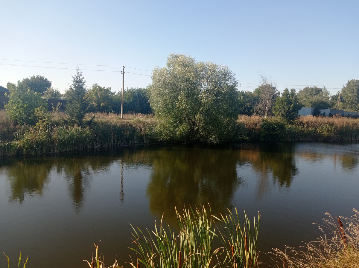 Фотография автора. Наш пруд. Фото сделано 15 сентября 2024 г.
